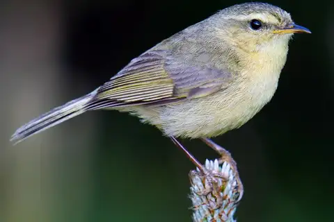 Buff-throated Warbler