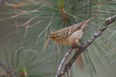 Brooks's Leaf Warbler