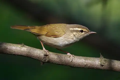 Pale-legged Leaf Warbler