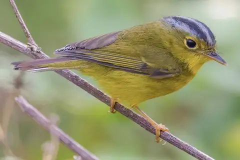 Grey-crowned Warbler