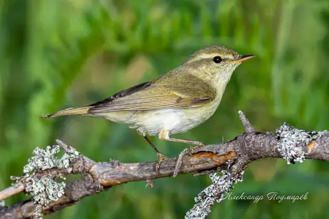 Greenish Warbler
