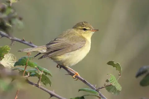 Willow Warbler