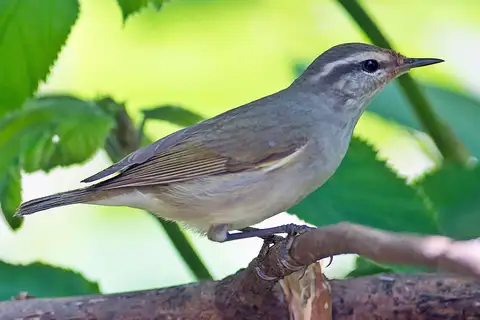 Tytler's Leaf Warbler