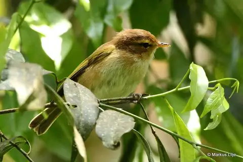 Brown Woodland Warbler