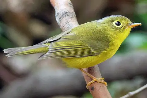 Bianchi's Warbler