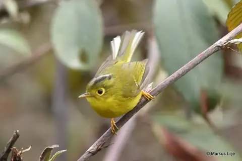 Whistler's Warbler