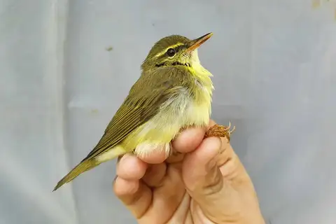 Japanese Leaf Warbler