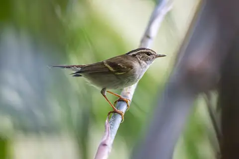 Chinese Leaf Warbler