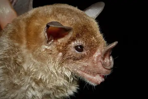 pale spear-nosed bat