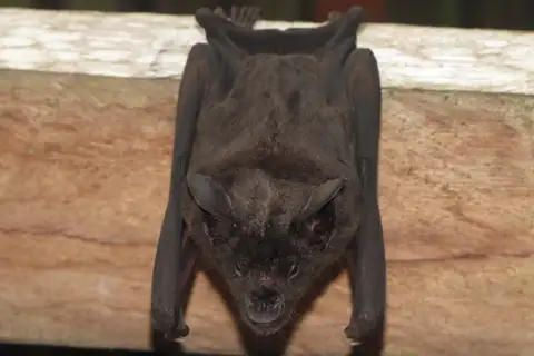 Greater Spear-nosed Bat