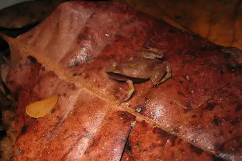 Linhares Dwarf Frog