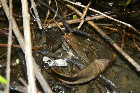 Bahia Dwarf Frog