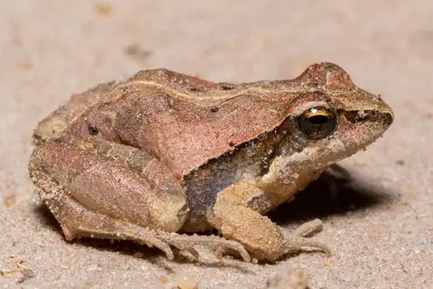 Pale-legged Weeping Frog