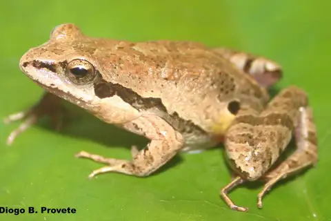 Bocaina Dwarf Frog