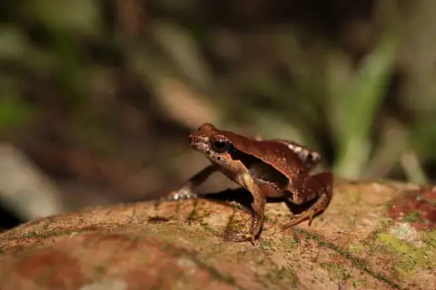 Bokermann's Dwarf Frog