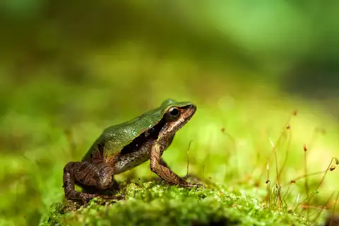 Physalaemus carrizorum