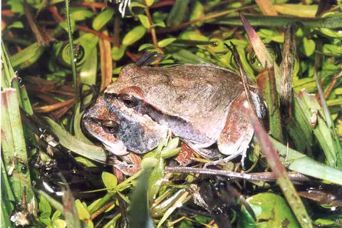 Central Dwarf Frog