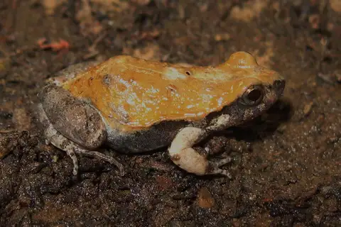 Maracas Dwarf Frog