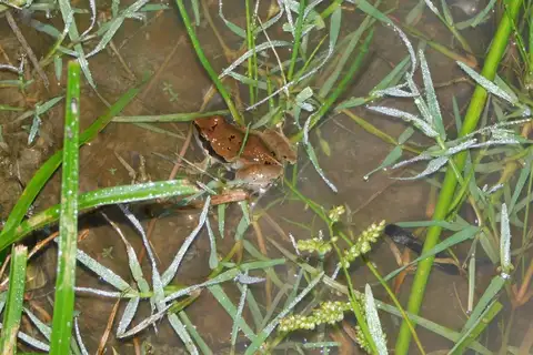 Physalaemus cristinae