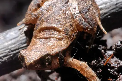 Dwarf frog