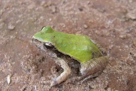 Cuvier’s Foam Frog
