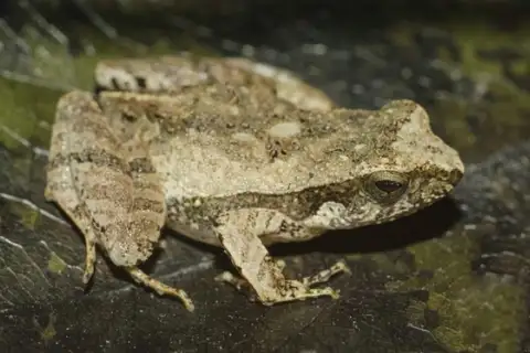 Steindachner's Dwarf Frog