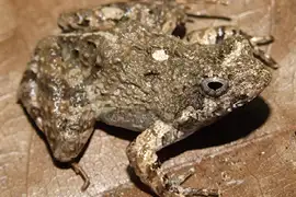 Physalaemus erikae