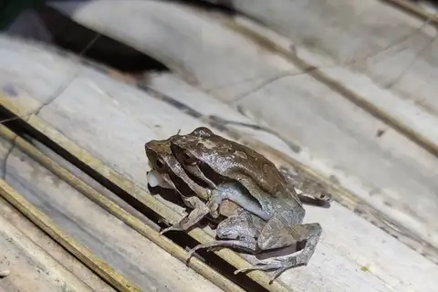 Physalaemus feioi