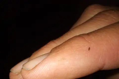 Whistling Dwarf Frog