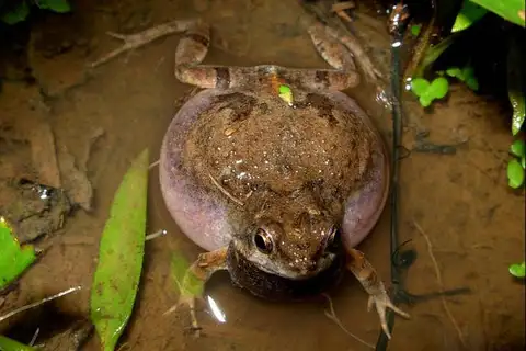 Fischer's Dwarf Frog