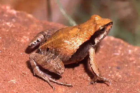 Graceful Dwarf Frog