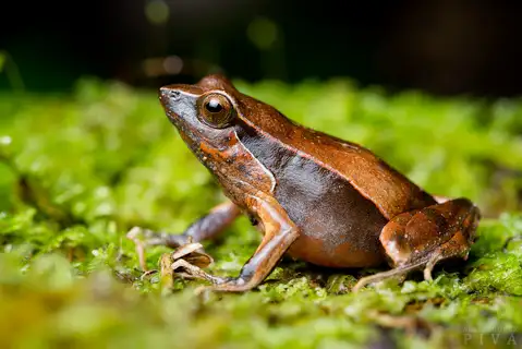 Physalaemus lateristriga