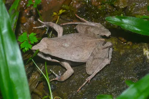 Braun's Dwarf Frog