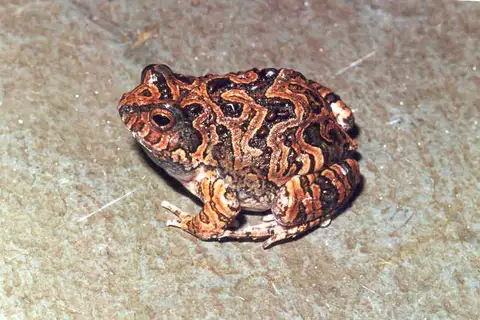 Brown-spotted Dwarf Frog