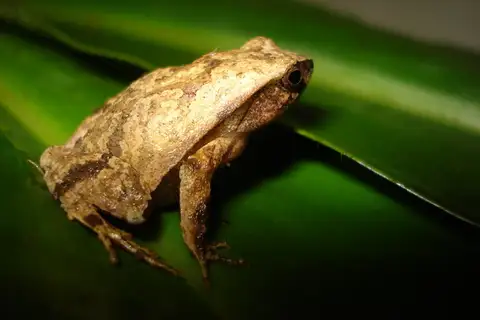 Sorocaba Dwarf Frog
