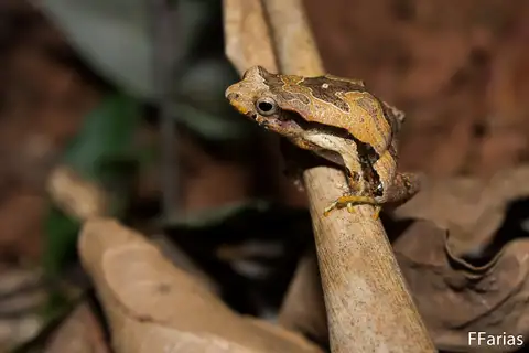 Santa Catharina Dwarf Frog