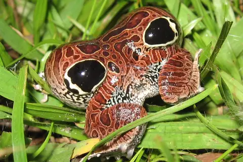 Cuyaba Dwarf Frog