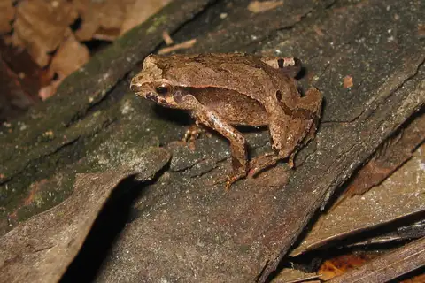 Linhares Dwarf Frog