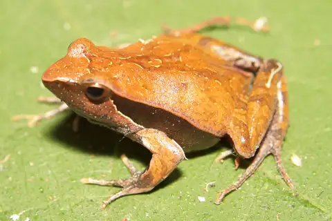 Atlantic Forest Dwarf Frog