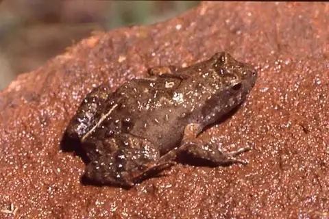 Rio Grande Dwarf Frog