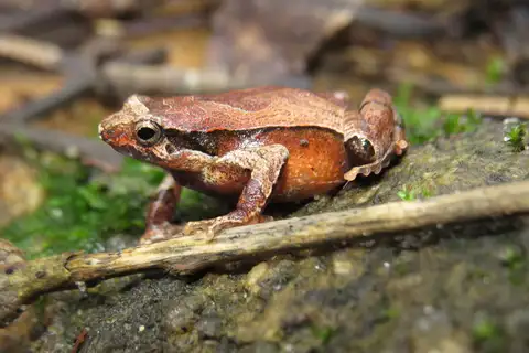 Girard's Dwarf Frog