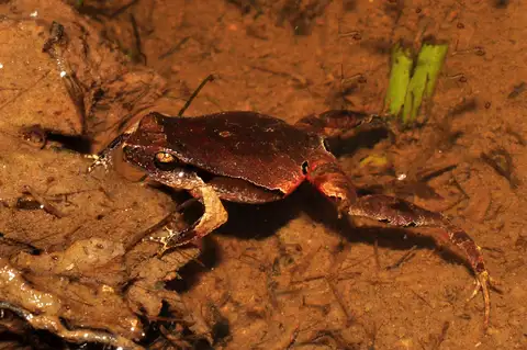 Iguape Dwarf Frog