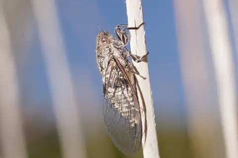 Dune Ticker Cicada