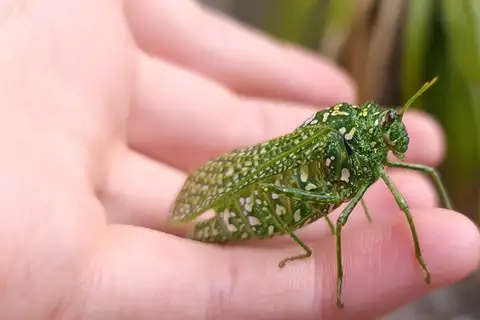 Silverspotted Bladderhopper