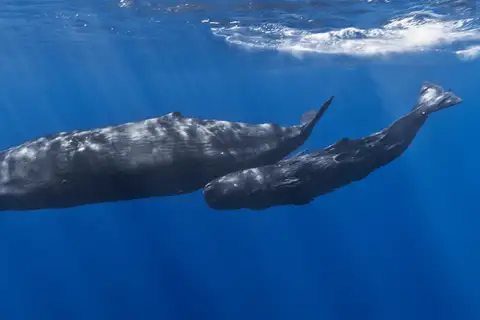 Sperm Whale