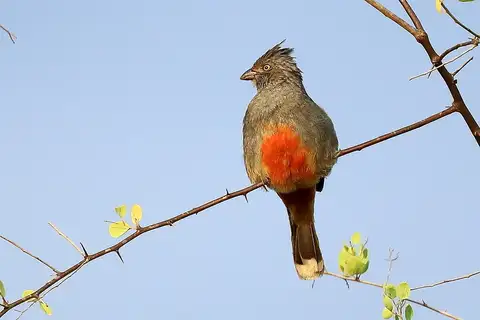 Peruvian Plantcutter
