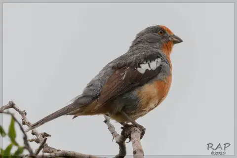 White-tipped Plantcutter