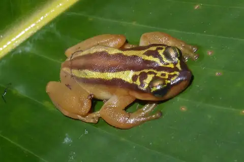 El Tucuche Golden Frog