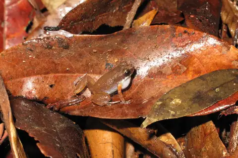 Miriam's Frog