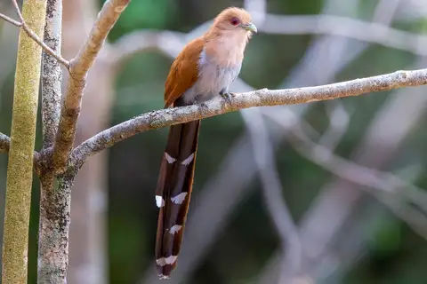 Common Squirrel-Cuckoo